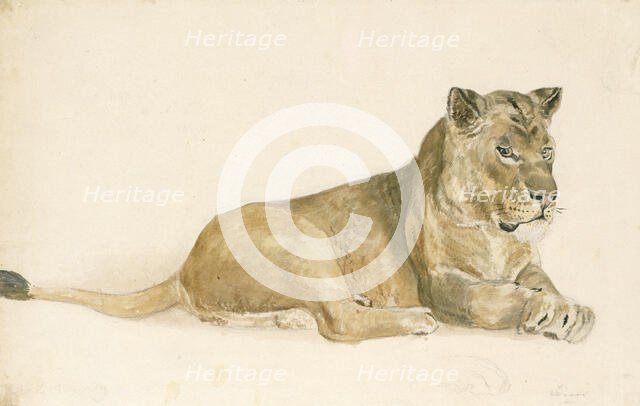 A lioness, c1814-1830. Creator: John Frederick Lewis.
