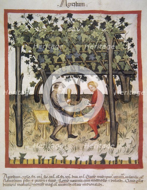 Vino Acido, 14th century.  Creator: Unknown.