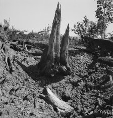 Stumps on Nieman farm where bulldozer is working, near Vader, Lewis County, Western Washington, 1939 Creator: Dorothea Lange.