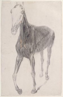 Working drawing for 'The Eighth Anatomical Table of the Muscles ... of the Horse', 1756. Creator: George Stubbs.