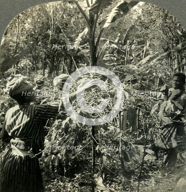 'Coffee Pickers at Work, Plantation Scene in Guadeloupe, French West Indies', c1930s. Creator: Unknown.