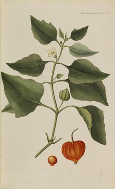 Flora Danica, 1761. Creator: Oeder, Georg Christian Edler (1728-1791).
