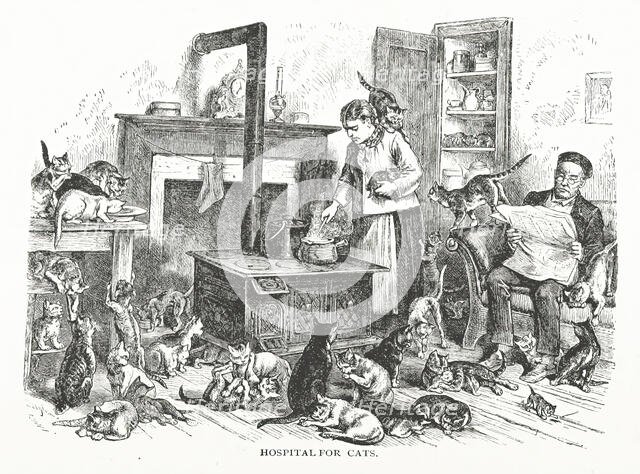 Hospital for cats, 1882.  Creator: Unknown.