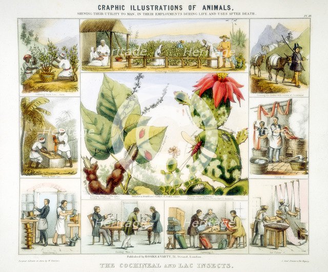 Cochineal and lac insects, c1850. Artist: Benjamin Waterhouse Hawkins
