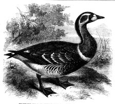 The Red-breasted Goose at the Zoological Society's Gardens, Regent's Park, 1858. Creator: Unknown.