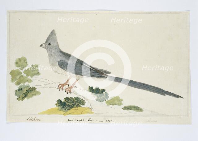 Colius colius (White-backed mousebird), 1777-1786. Creator: Robert Jacob Gordon.