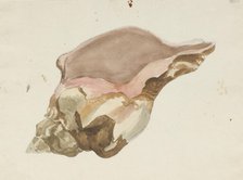 A conch shell,  c1770-1810. Creator: Philip Reinagle.