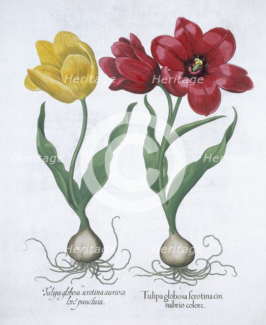 Red and yellow tulip, 1613. Artist: Unknown