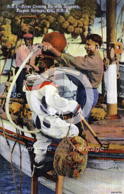 Diver coming up with sponges, Tarpon Springs, Florida, USA, 1940. Artist: Unknown