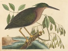The Small Bittern (Ardea virescens), published 1754. Creator: Mark Catesby.