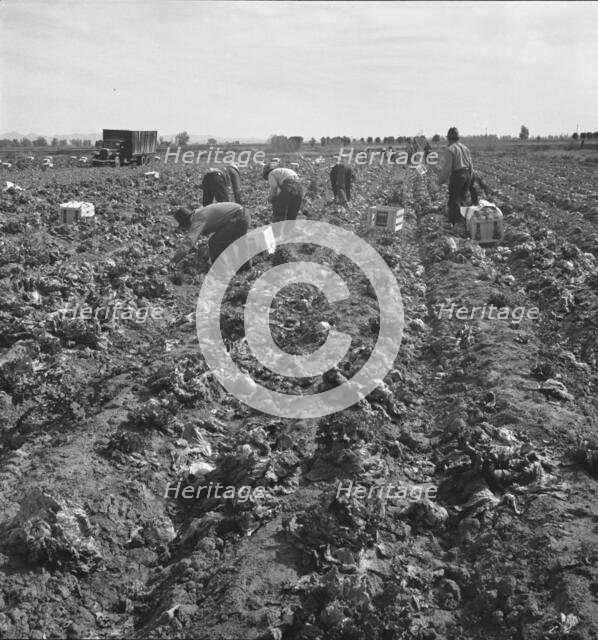 Filipino field gang in lettuce, Brawley, Imperial Valley, California, 1939. Creator: Dorothea Lange.