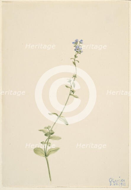 Veronica serpyllifolia, 1911. Creator: Mary Vaux Walcott.