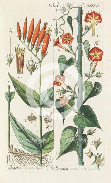 Botanisches Handbuch, 1808. Creator: Schkuhr, Christian (1741-1811).
