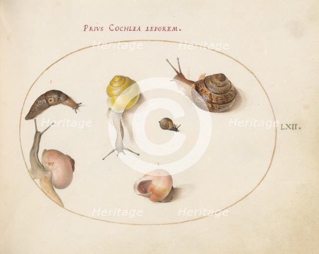 Animalia Qvadrvpedia et Reptilia (Terra): Plate LXII, c. 1575/1580. Creator: Joris Hoefnagel.