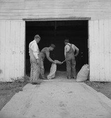 Farmers sacking grasshopper bait, Oklahoma City, Oklahoma, 1937. Creator: Dorothea Lange.