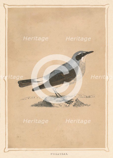 'Wheatear', (Oenanthe), c1850, (1856). Artist: Unknown.