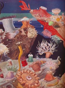 ' Over Fifty Varieties of Sea Anemones', 1935. Artist: Unknown.