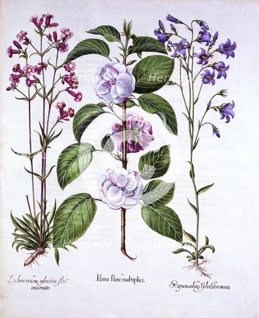 Double Flowered Apple, German Catch-Fly and a Bellflower, from 'Hortus Eystettensis', by Basil Besle