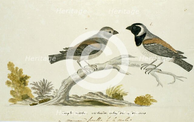 Passer melanurus (Cape sparrow or mossie), 1778. Creator: Robert Jacob Gordon.