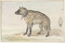 Spotted hyena, 1767-1769. Creator: Aert Schouman.