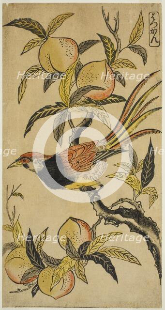 Silver Pheasant (Hakkan), c. 1730. Creator: Nishimura Shigenaga.