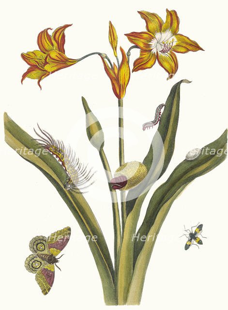 Lis Rouge. From the Book Metamorphosis insectorum Surinamensium, 1705. Creator: Merian, Maria Sibylla (1647-1717).