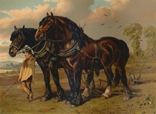 'Clydesdale Stallion & Mare', c1879. Creator: Unknown.