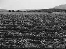 Field of young corn near Mescalero Apache Reservation, New Mexico, 1938. Creator: Dorothea Lange.