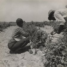 Berry pickers. Southern New Jersey. These pickers are Negroes brought in by truck from..., 1936. Creators: Farm Security Administration, Dorothea Lange.