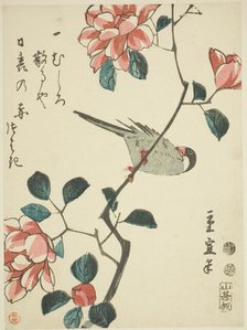 Sparrow on camellia branch, c. 1847/52. Creator: Utagawa Hiroshige II.