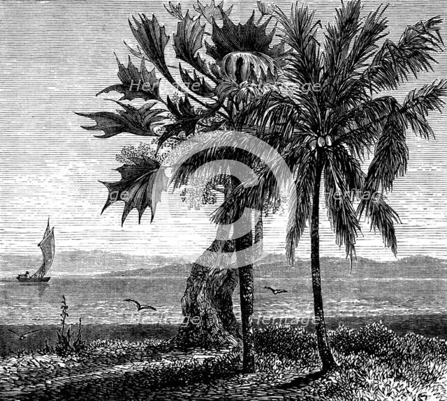 The Gold Coast and Ashantee War: the coast, Gambia River, 1873. Creator: Unknown.