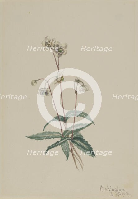 Spotted Pipsissewa (Chimaphila maculata), 1918. Creator: Mary Vaux Walcott.