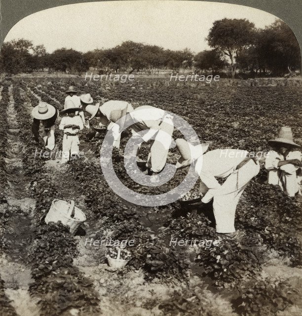 Strawberry field, Irapuato, Mexico.Artist: Underwood & Underwood