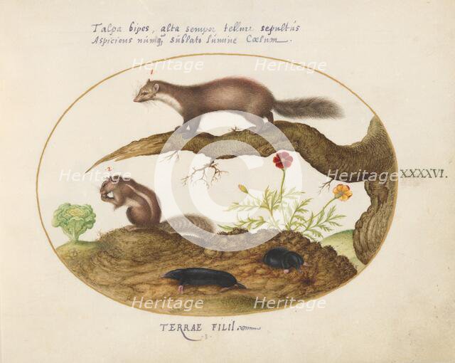 Animalia Qvadrvpedia et Reptilia (Terra): Plate XLVI, c. 1575/1580. Creator: Joris Hoefnagel.