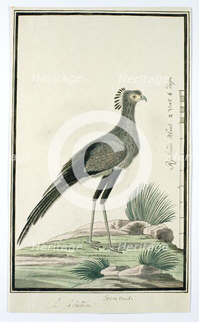 Sagittarius serpentarius (Secretary bird), 1777-1786. Creator: Robert Jacob Gordon.