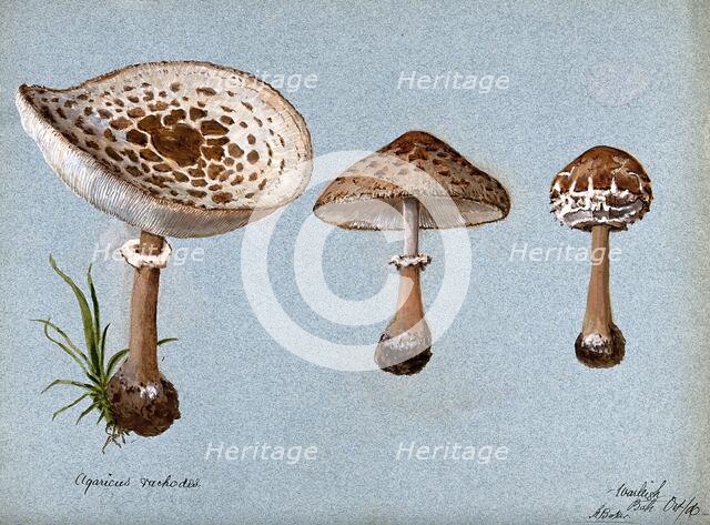 Shaggy parasol mushrooms (Lepiota rhacodes): three fruiting bodies, 1888. Creator: R Baker.