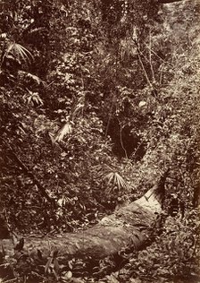 Tropical Scenery, Tropical Forest, 1871. Creator: John Moran.
