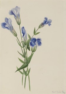 Fringed Gentian (Gentiana crinita), 1905. Creator: Mary Vaux Walcott.