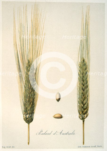 Ears of wheat, c1888. Artist: E Graff