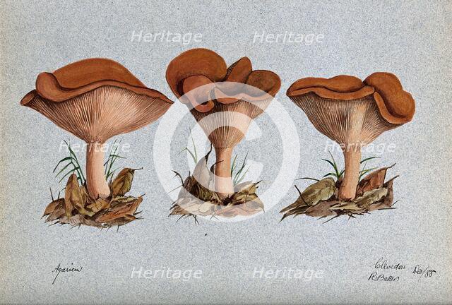 A fungus (Agaricus lobatus?): three fruiting bodies, 1888. Creator: R Baker.