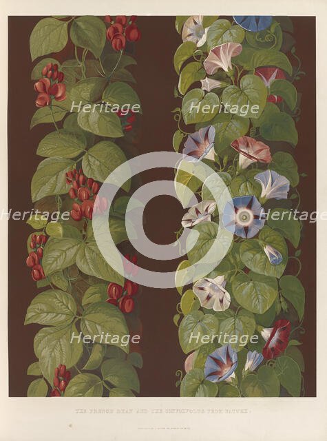 The french bean and the convolvolus from nature, 1850.  Creator: Ludwig Gruner.