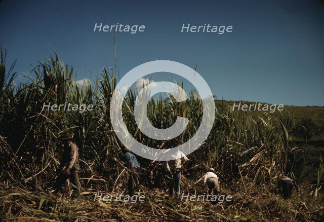 FSA farmers working in a sugar cane field, vicinity of Rio Piedras, Puerto Rico. , 1941. Creator: Jack Delano.