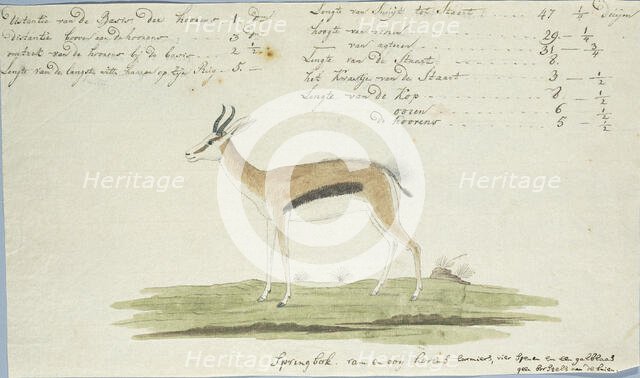 Antidorcas marsupialis (Springbok), 1774-1786. Creator: Robert Jacob Gordon.