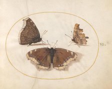 Plate 6: Three Brown Butterflies, c. 1575/1580. Creator: Joris Hoefnagel.
