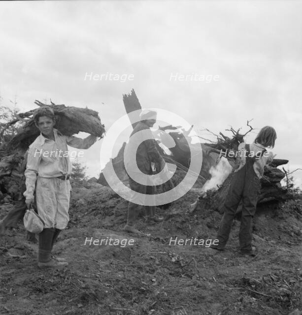 After the bulldozer has taken out and piled the heavy stumps..., Michigan Hill, Washington, 1939. Creator: Dorothea Lange.