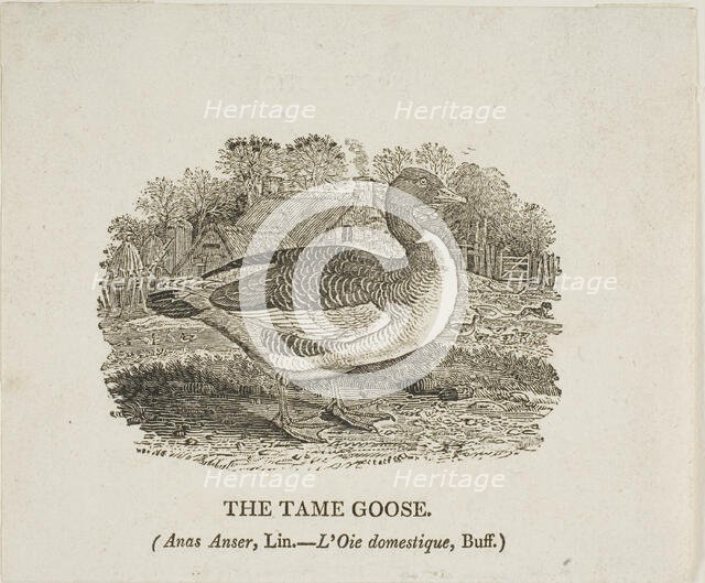Tame Goose, n.d. Creator: Thomas Bewick.