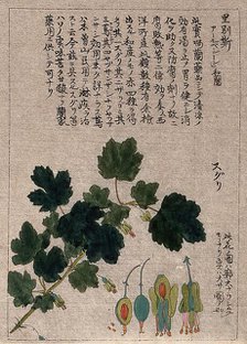 A currant plant (Ribes species): flowering stem with floral segments. Creator: Unknown.