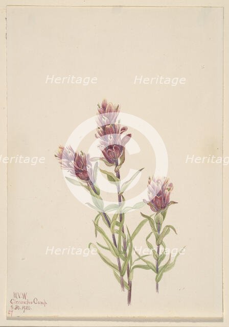 Rose Paintbrush (Castilleja pallida), 1920. Creator: Mary Vaux Walcott.