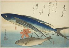 Flying fish and Ichimochi, from an untitled series of fish, c. 1840/42. Creator: Ando Hiroshige.