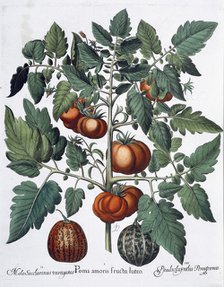 Tomatoes and melons, 1613. Artist: Unknown